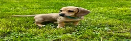 Miniature Dachshund dogs for sale: Cream mini dachshund KC reg boy - ready now - Advert 2