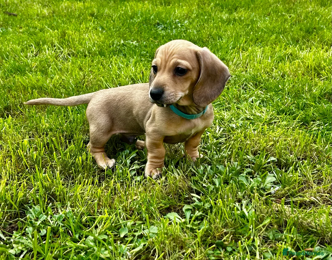 Miniature Dachshund dogs for sale: Cream mini dachshund KC reg boy - ready now - Advert 2