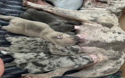 French Bulldog dogs for sale: French Bulldogs - Image 28