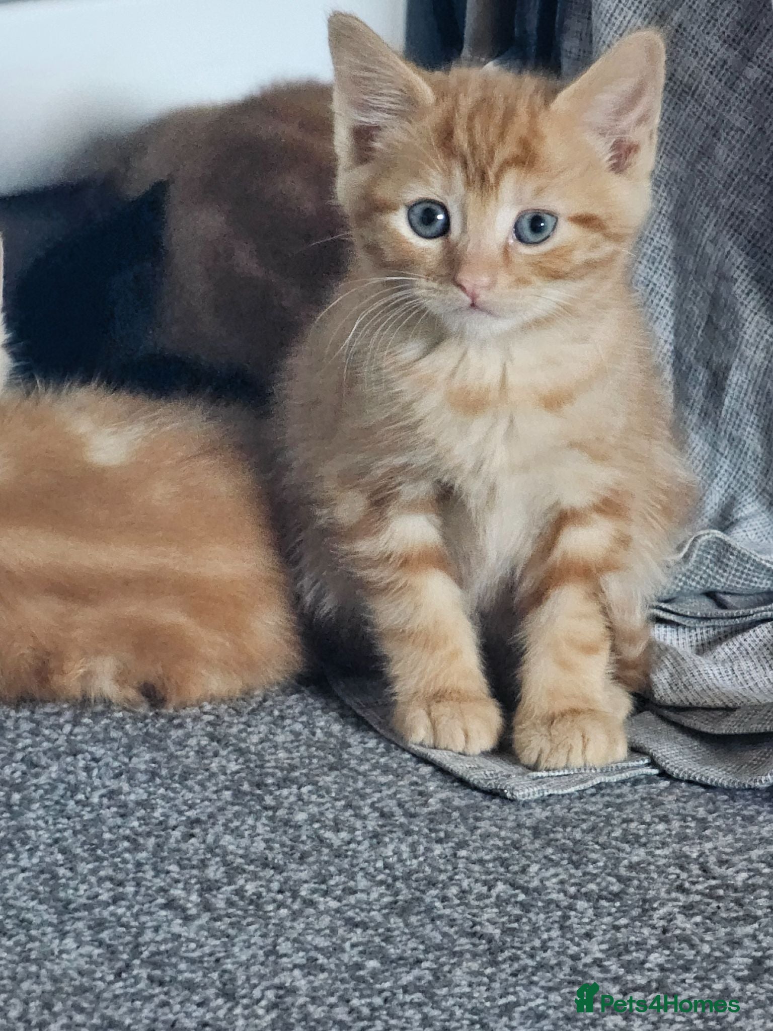 Mixed Breed cats 1 little ginger left( ready now )  - Advert 1