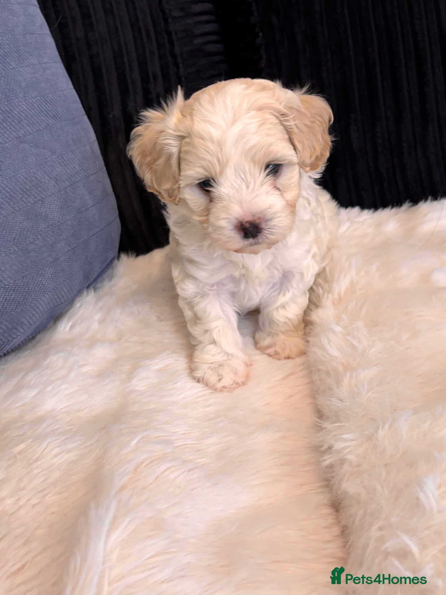 Maltipoo dogs Toy mailtipoos outstanding 1 boy 1 girl - Advert 2