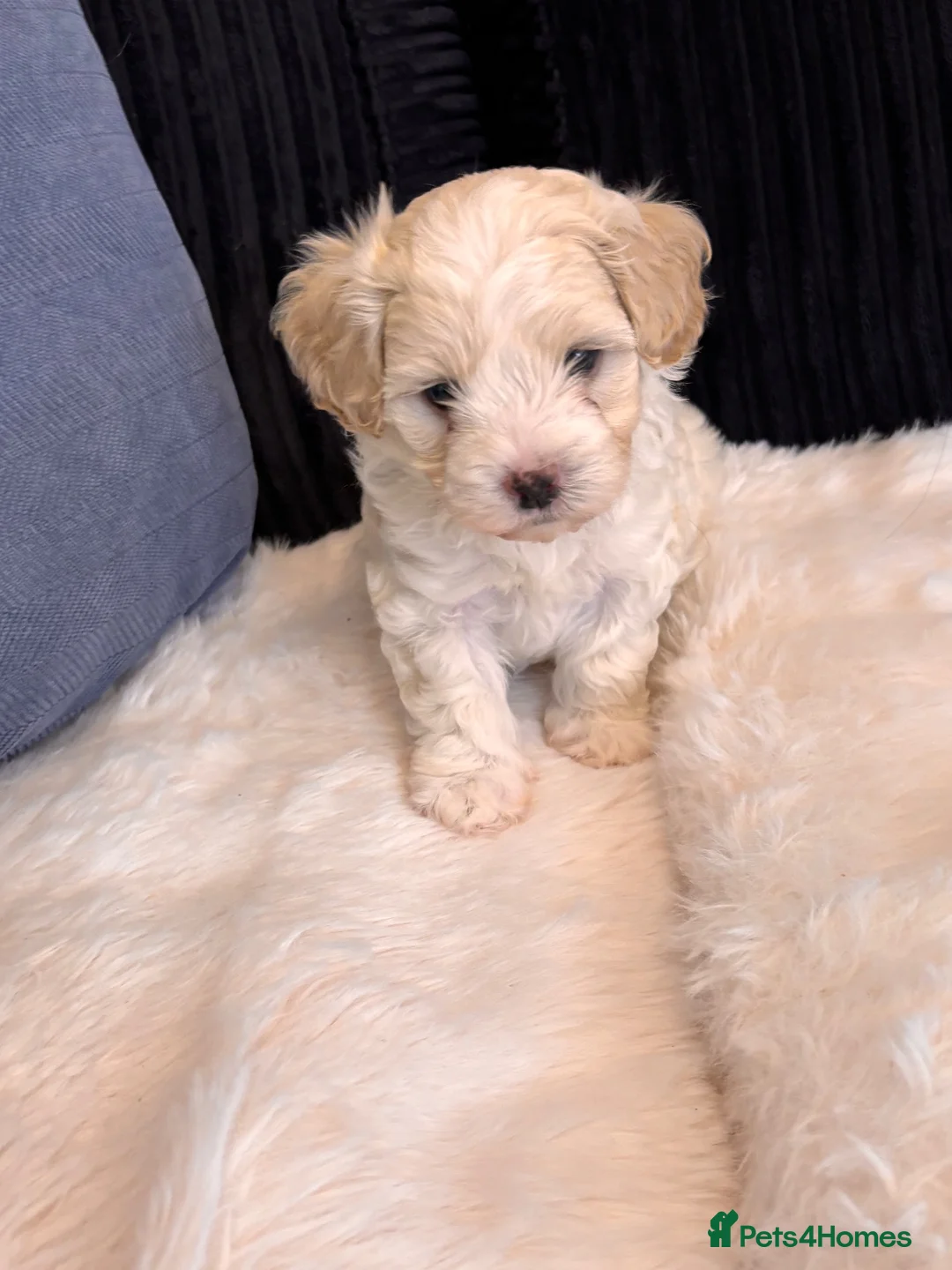 Maltipoo dogs for sale: Toy mailtipoos outstanding 1 boy 1 girl - Advert 2