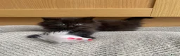 British Longhair cats for sale: Gorgeous baby girl ready NOW for a new home💕 - Advert 2