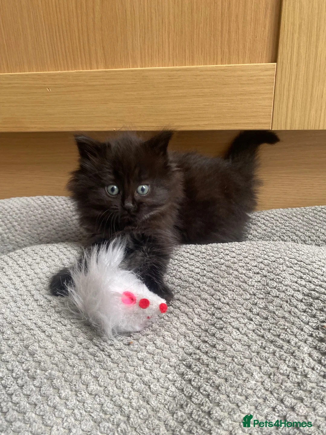 British Longhair cats for sale: Gorgeous baby girl ready NOW for a new home💕 - Advert 2