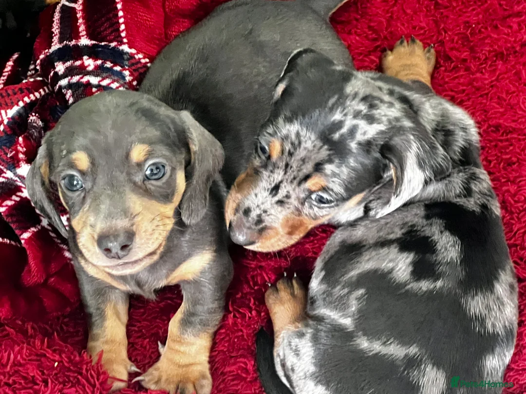 Dachshund dogs for sale: Home Reared Miniature Dachsund Puppies - Advert 1