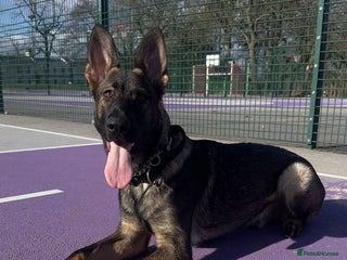 German Shepherd dogs German Shepherd Puppies - Advert 4