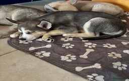 Pomsky dogs for sale: Adorable Blue Eyed 🐾 Long Eared Pomskies  - Image 24