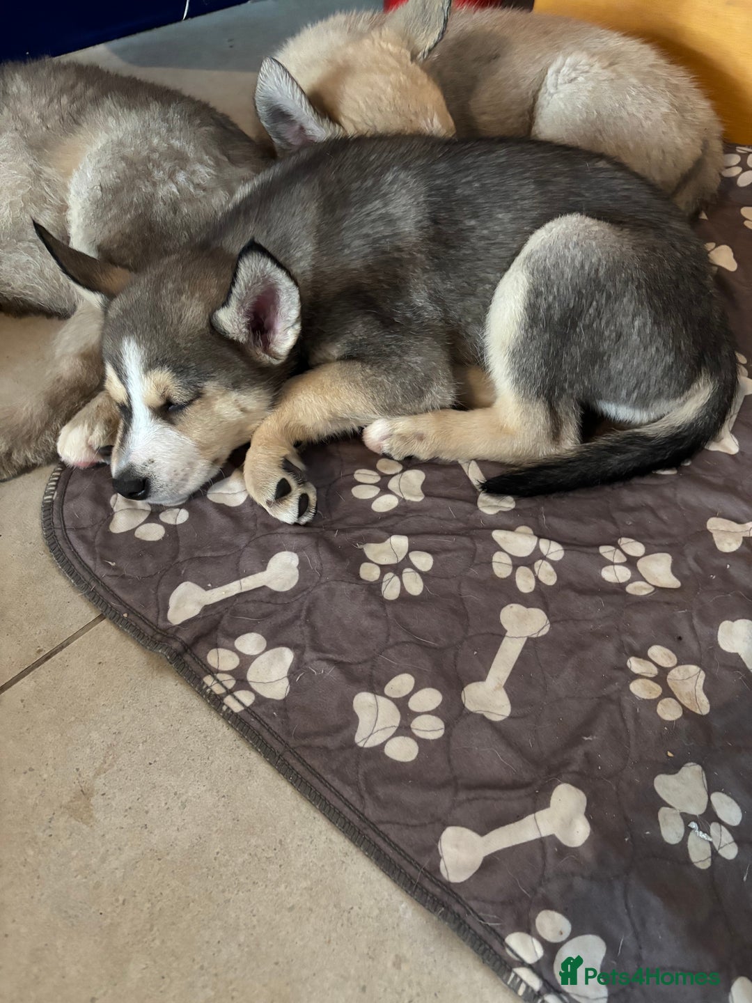 Pomsky dogs for sale: Adorable Blue Eyed 🐾 Long Eared Pomskies  - Image 24