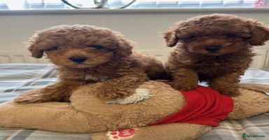 Toy Poodle dogs - Advert 13