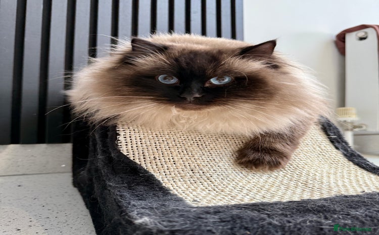 Ragdoll cats - Advert 10