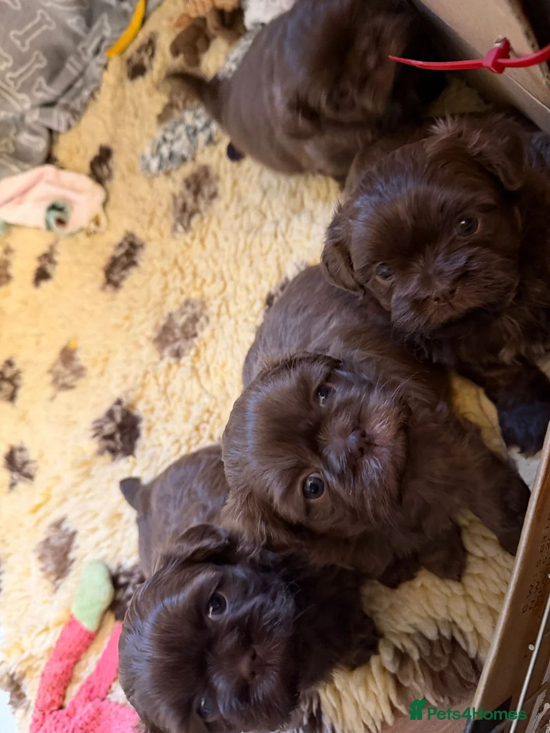 Shih Tzu dogs for sale: Adorable lavender & chocolate Shih Tzu puppies  - Advert 19