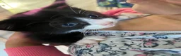 Mixed Breed cats for sale: Kittens looking for forever homes in Wallingford - Advert 13