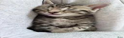 Bengal cats for sale: Mixed Bengal Kittens - Advert 15