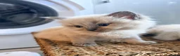 Ragdoll cats for sale: Blue/lilac Ragdoll babies - Advert 7