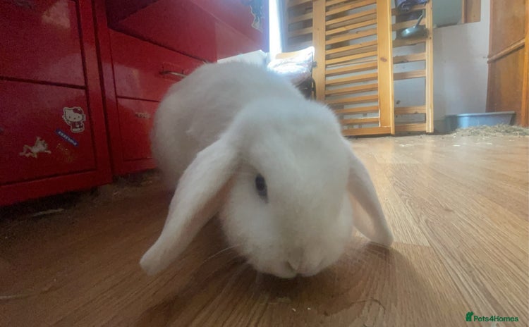 Mini Lop rabbits - Advert 2