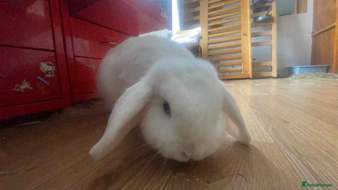Mini Lop rabbits for sale: Two mini lop rabbits  - Image 1