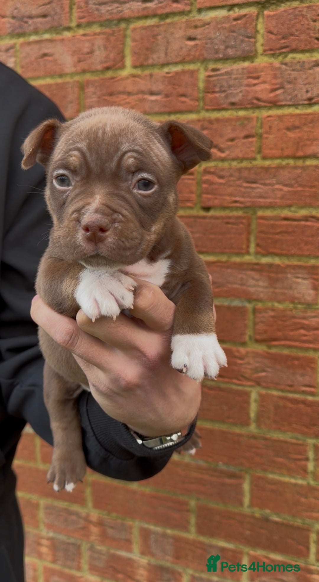 American Bully dogs for sale: American Pocket Bully VERY HIGH QUALITY  - Advert 9