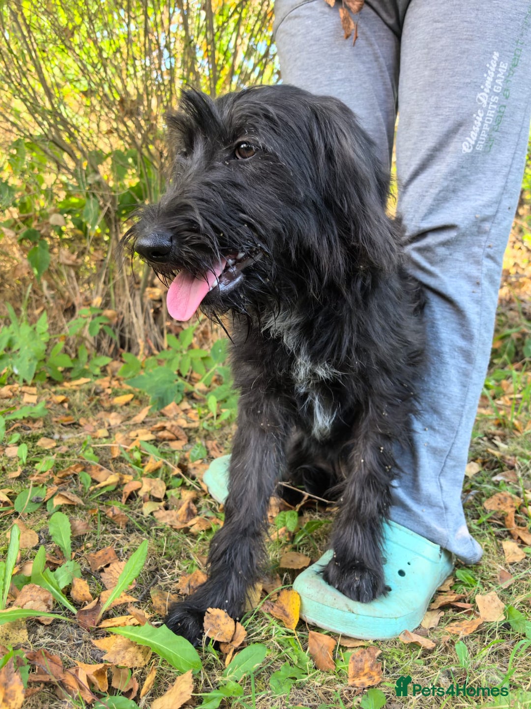 Labradoodle dogs for adoption: ELLA – Female Labradoodle - Advert 4