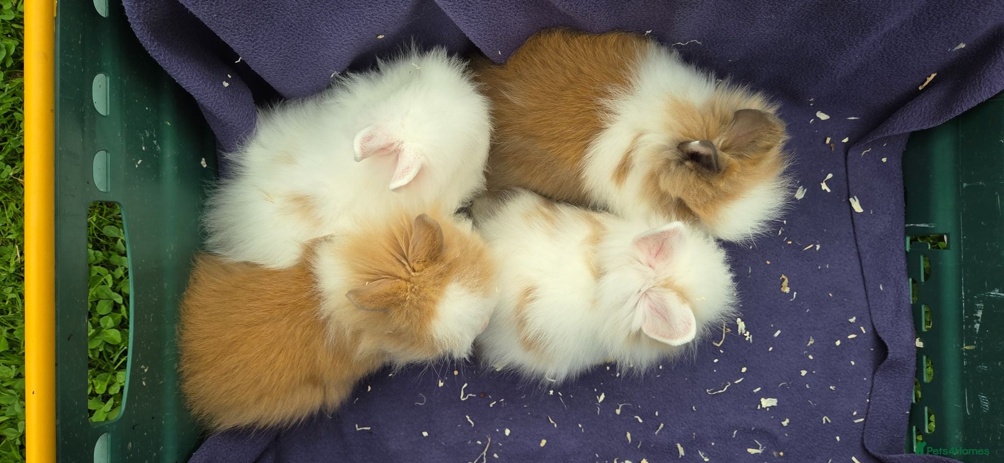 Lionhead rabbits Gorgeous purebred lionhead rabbits - Advert 7