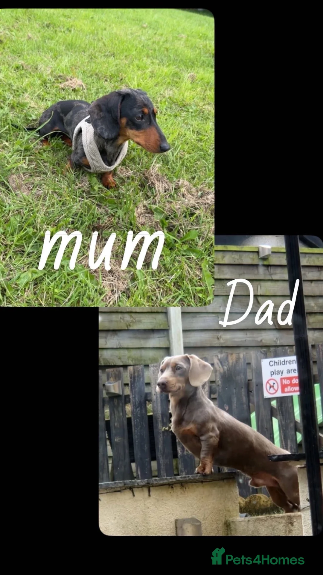 Miniature Dachshund dogs for sale: Miniature dachshund puppies  in Chesterfield - Advert 1