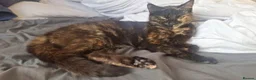 Mixed Breed cats for sale: Molly  - Advert 3