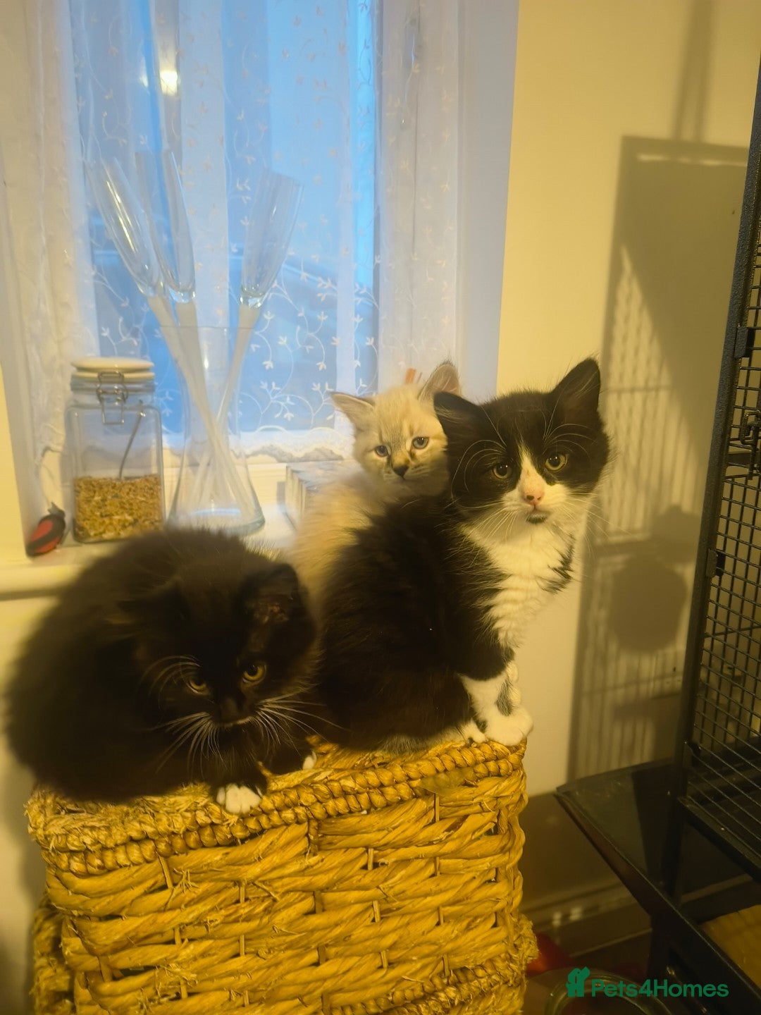 Domestic Shorthair cats for sale: Domestic Kittens - Advert 3