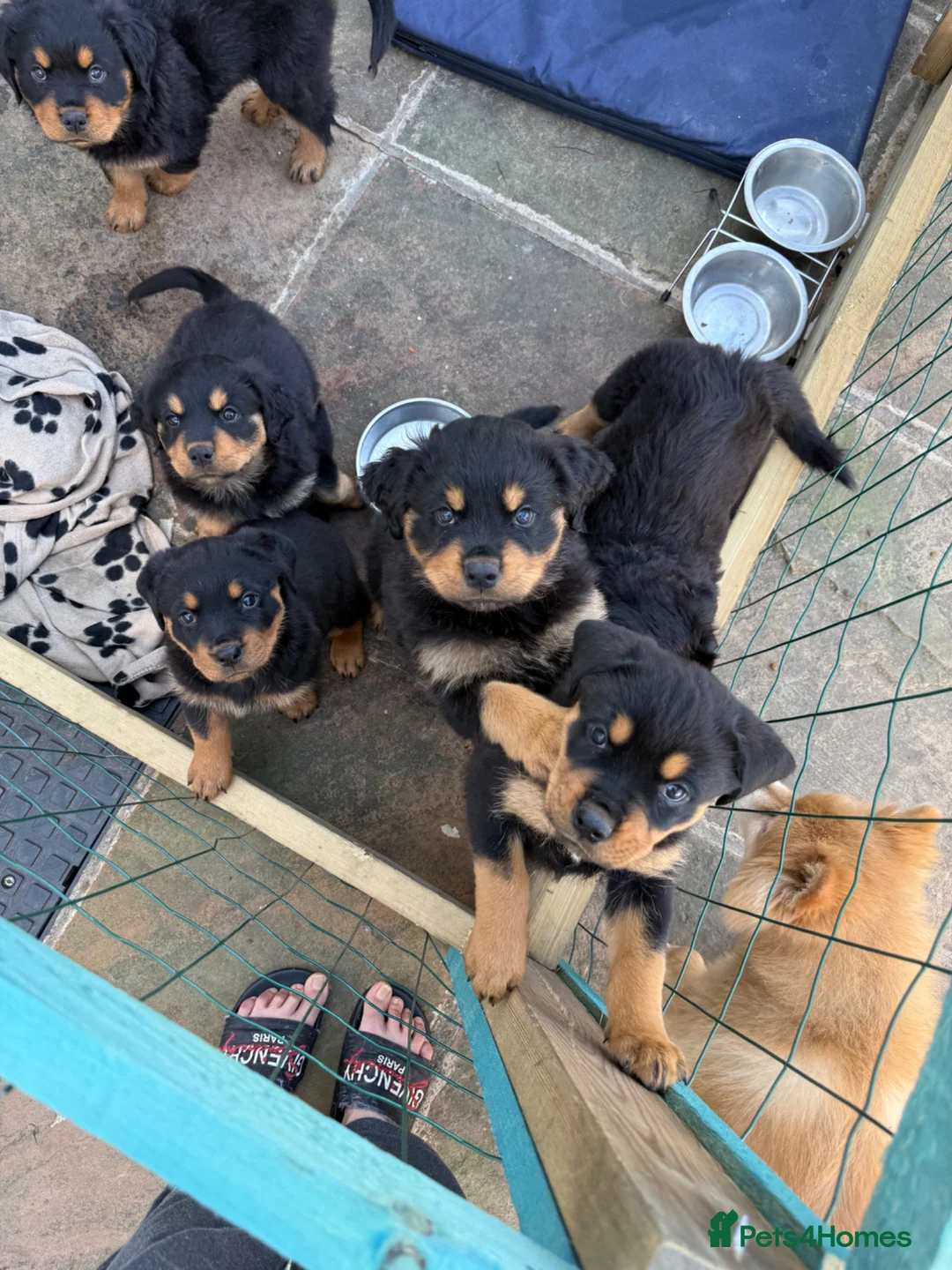 Rottweiler dogs for sale: 6 gorgeous Rottweiler pups  in Doncaster - Advert 2