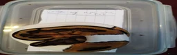 Python Snake reptiles for sale: Cb royal pythons  - Advert 3