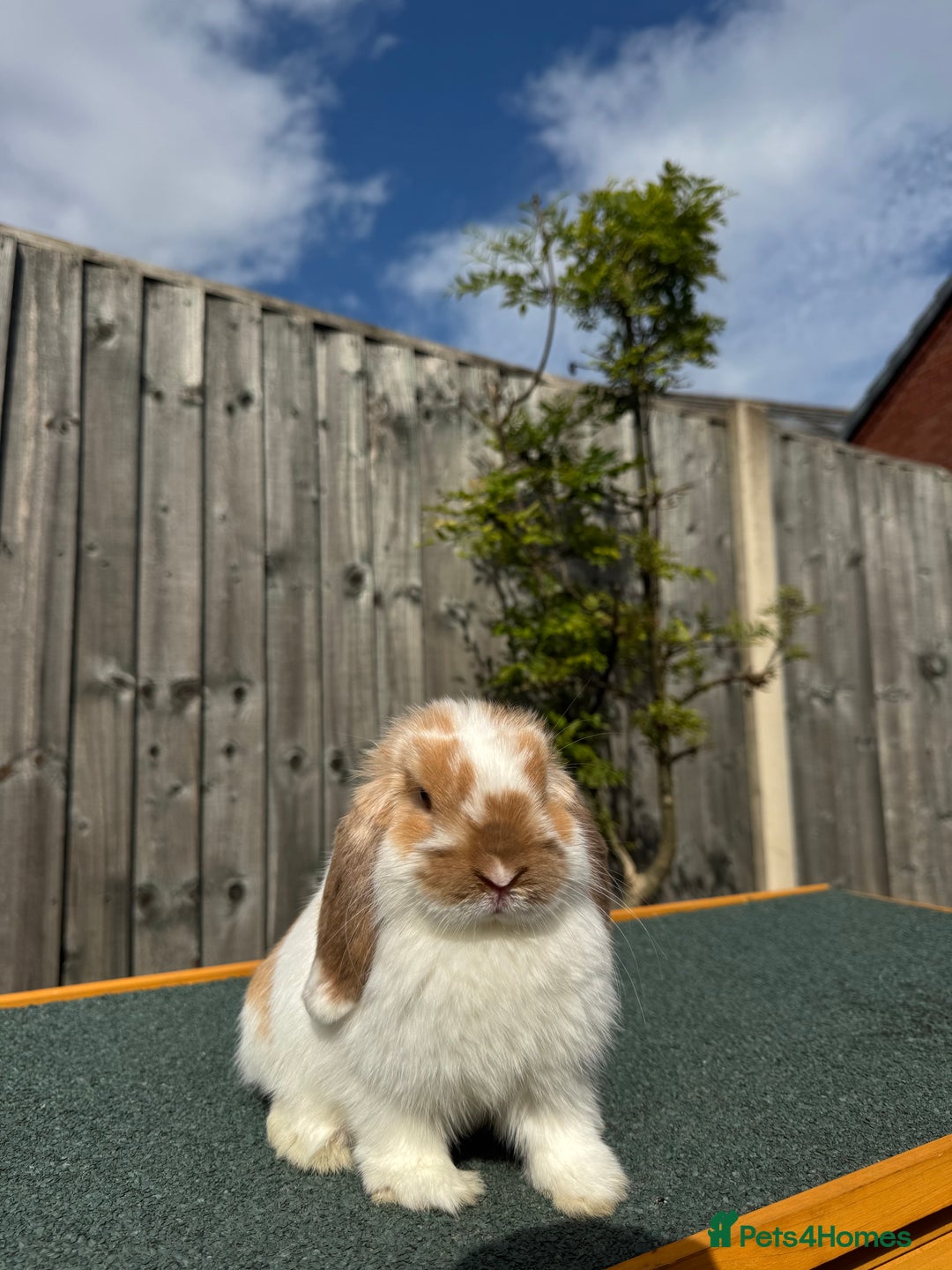 Mini Lop rabbits for sale: Mini lop for sale  - Image 2