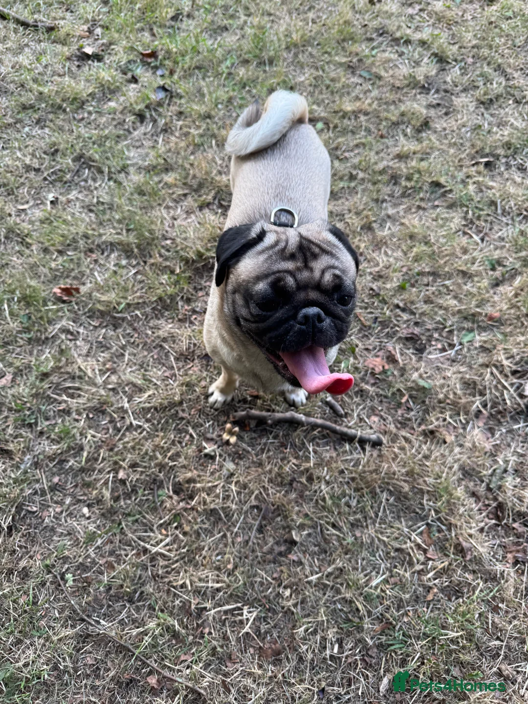 Pug dogs for stud: Pug stud  - Advert 4