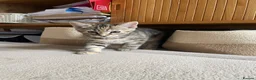 Mixed Breed cats for sale: 2 tabby girl kittens unusual colourings  - Advert 9