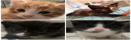 Mixed Breed cats for sale: Beautiful litter of kittens ❤️  in Liverpool - Advert 2