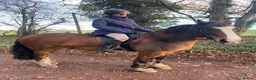 Welsh Section D horses for sale: Rushford Rockin Robin REG W.P.B.R - Advert 11