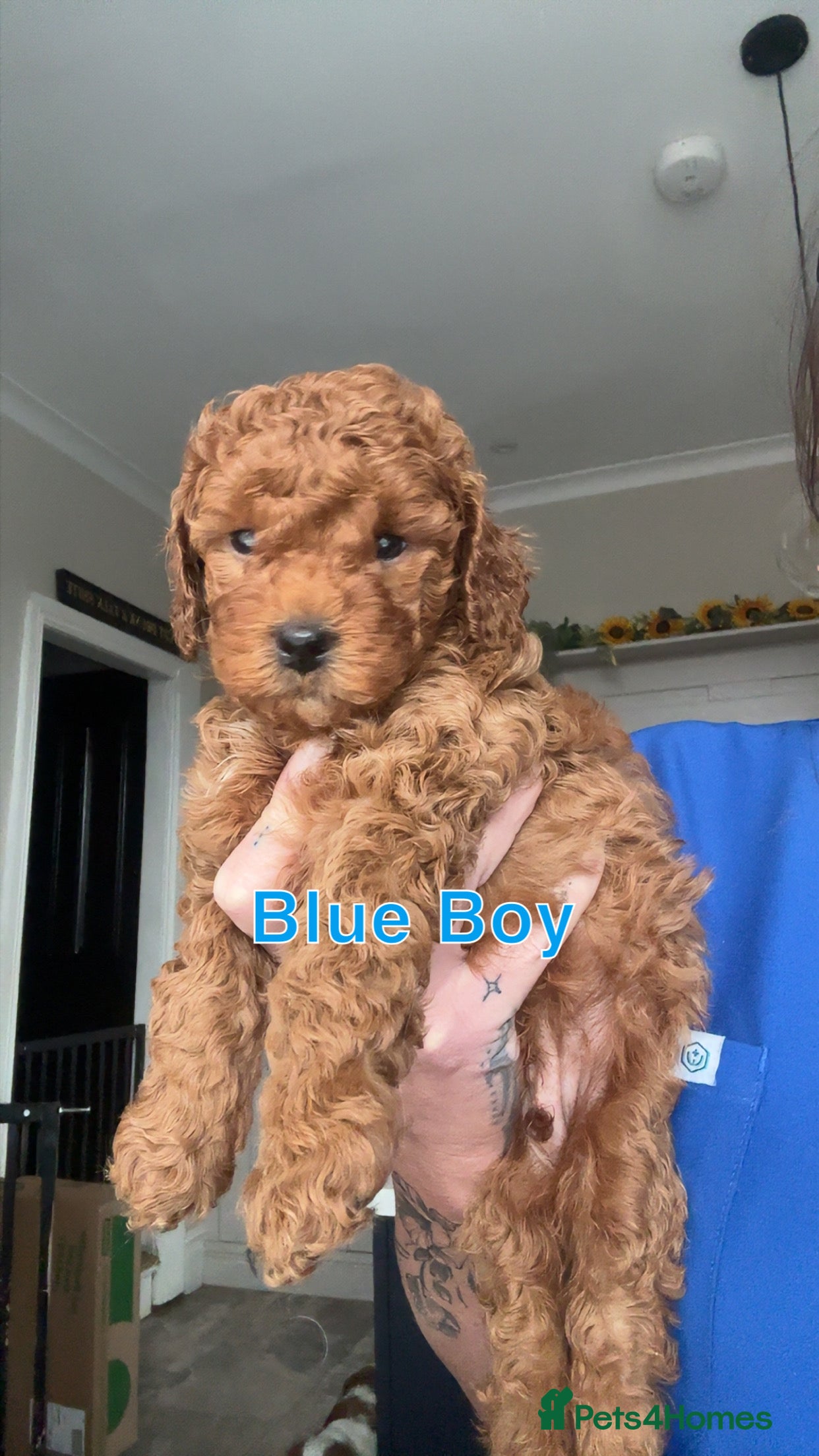 Cavapoo dogs 🐶Perfect Toy Cavapoos (Health Tested)🐶 - Advert 4