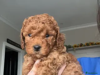 Cavapoo dogs 🐶Perfect Toy Cavapoos (Health Tested)🐶 - Advert 4