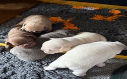 French Bulldog dogs for sale: French bulldog pups ❤️ - Image 5