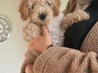Cockapoo dogs F1B cockapoos - Advert 1