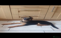 German Shepherd dogs for sale: Beautiful German Shepherd pups Blk / Tan Ready Now - Image 19