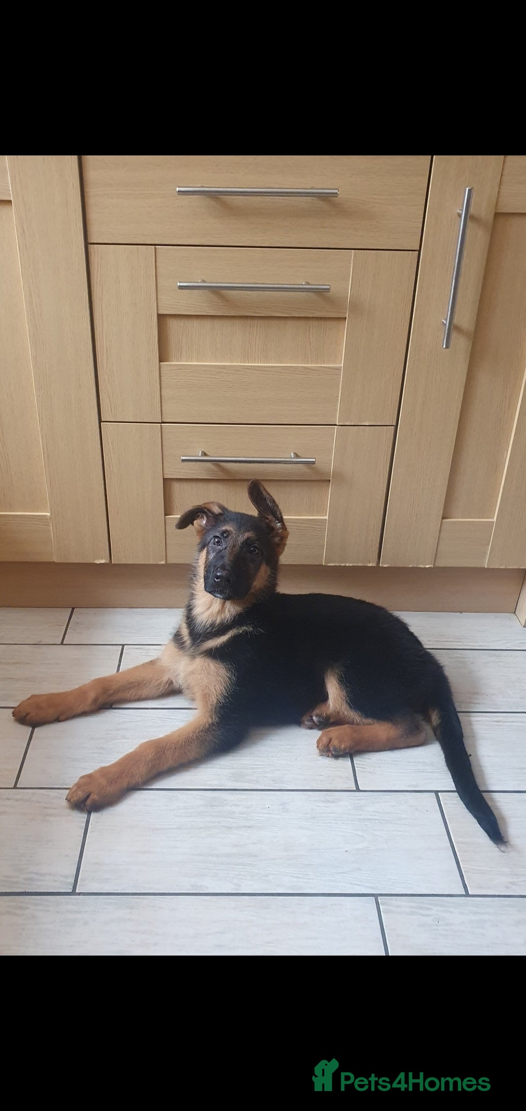German Shepherd dogs for sale: Beautiful German Shepherd pups Blk / Tan Ready Now - Image 19