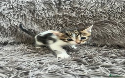 Bengal cats for sale: RUSSIAN BLUE BENGLES - Image 11