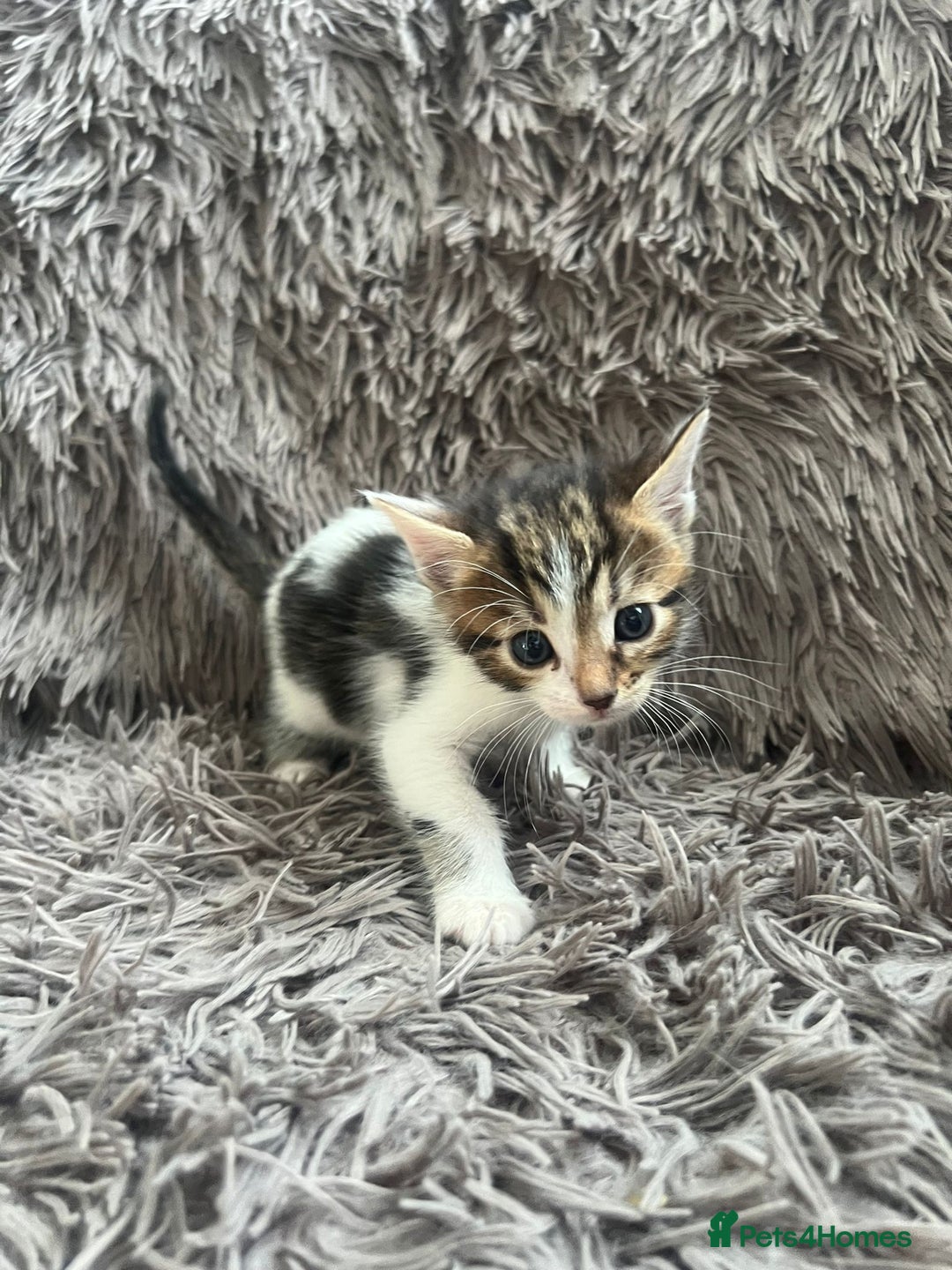 Bengal cats for sale: RUSSIAN BLUE BENGLES - Image 11
