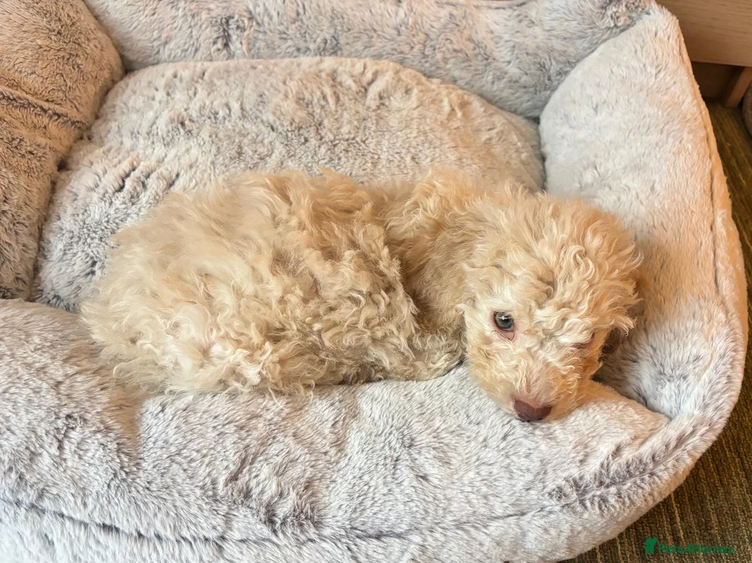 Lagotto Romagnolo dogs for sale: Lagotto romagnolo Puppies  - Advert 3