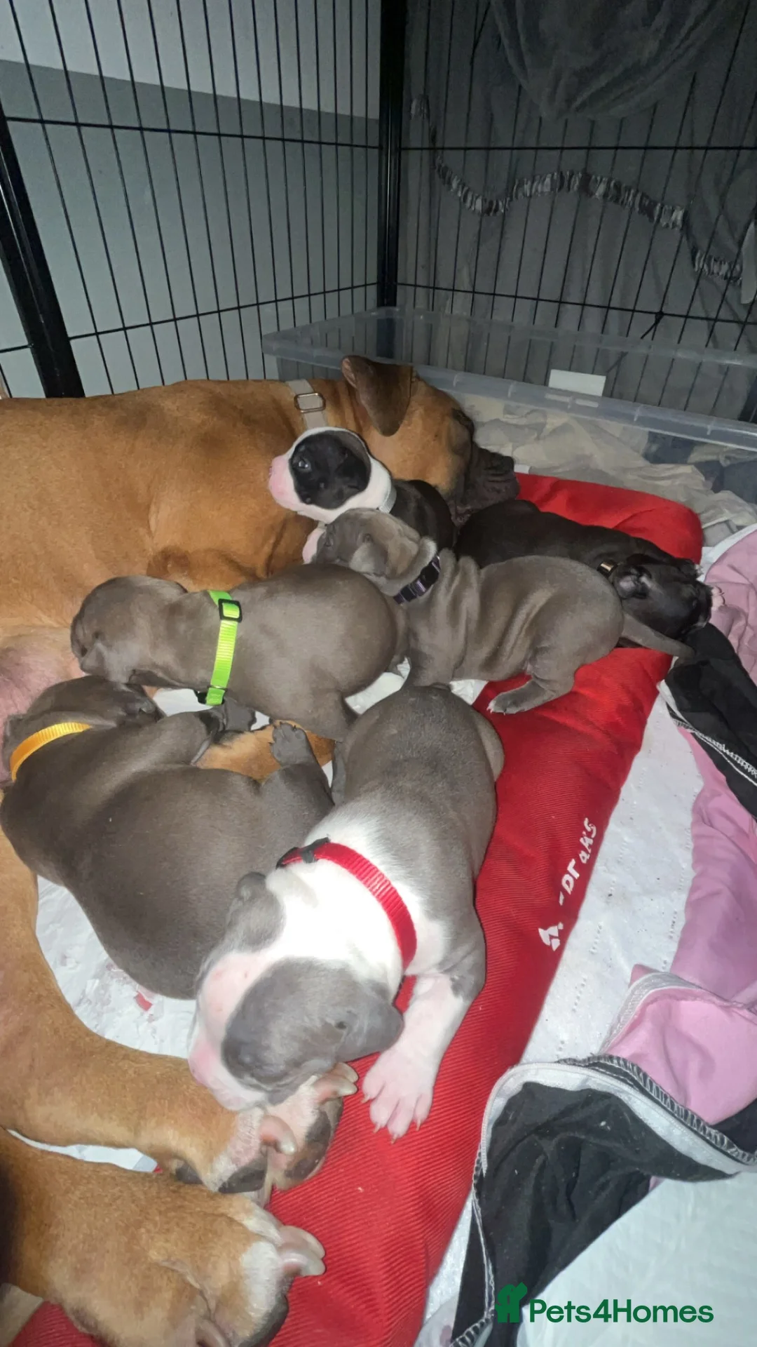 Mixed Breed dogs for sale: Puppies for sale in Liverpool - Advert 7