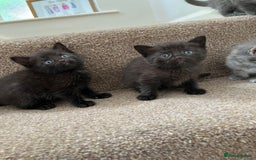 British Shorthair cats for sale: Grey & Black kittens for sale  - Image 4