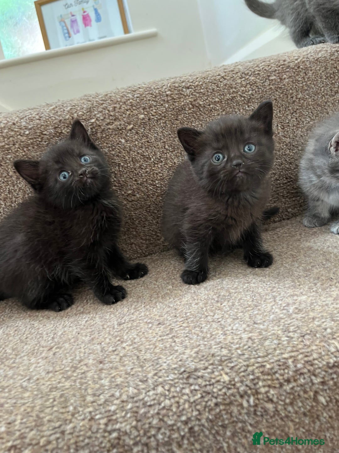 British Shorthair cats for sale: Grey & Black kittens for sale  - Image 4