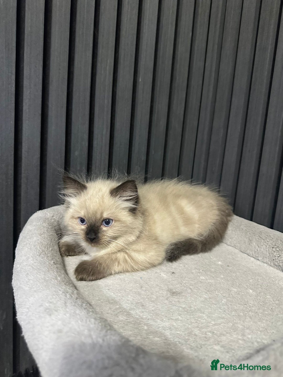 Ragdoll cats for sale: ragdoll kittens - Image 4