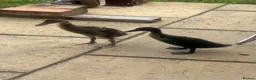 Ducks poultry for sale: Hand rear runner duck pair.  - Advert 2