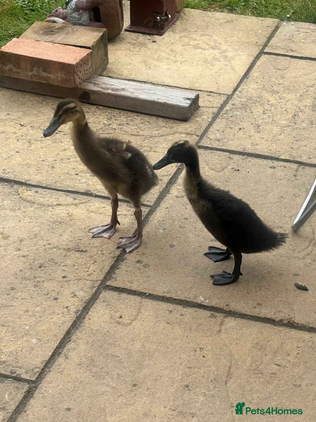 Ducks poultry for sale: Hand rear runner duck pair.  - Advert 2