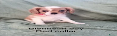 Cavalier King Charles Spaniel 1