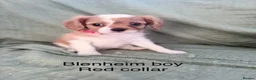 Cavalier King Charles Spaniel dogs for sale: Cavalier King Charles Spaniels - Advert 5